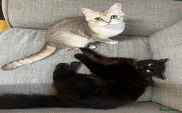 British Shorthair cats for sale: BRITISH SHORT HAIR FOR SALE !! - Image 9