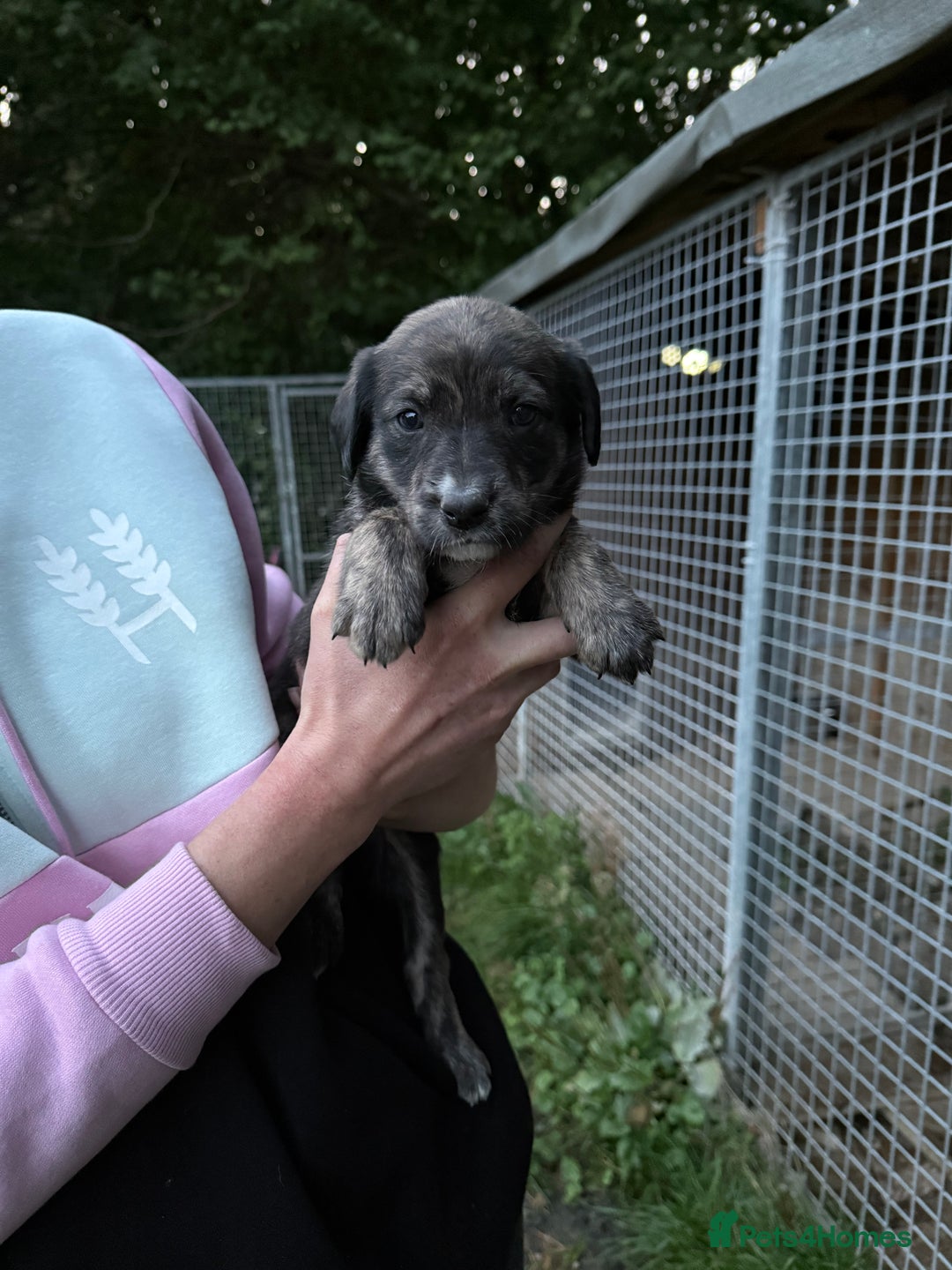 Lurcher dogs for sale: Bull lurcher puppies - Image 5