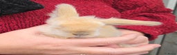 Mini Lion Lop rabbits for sale:  Male teddywidder bunnies  - Advert 28