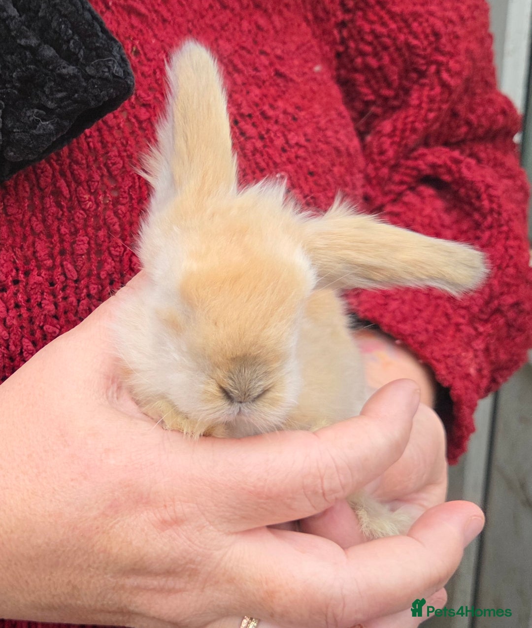Mini Lion Lop rabbits for sale:  Male teddywidder bunnies  - Advert 28