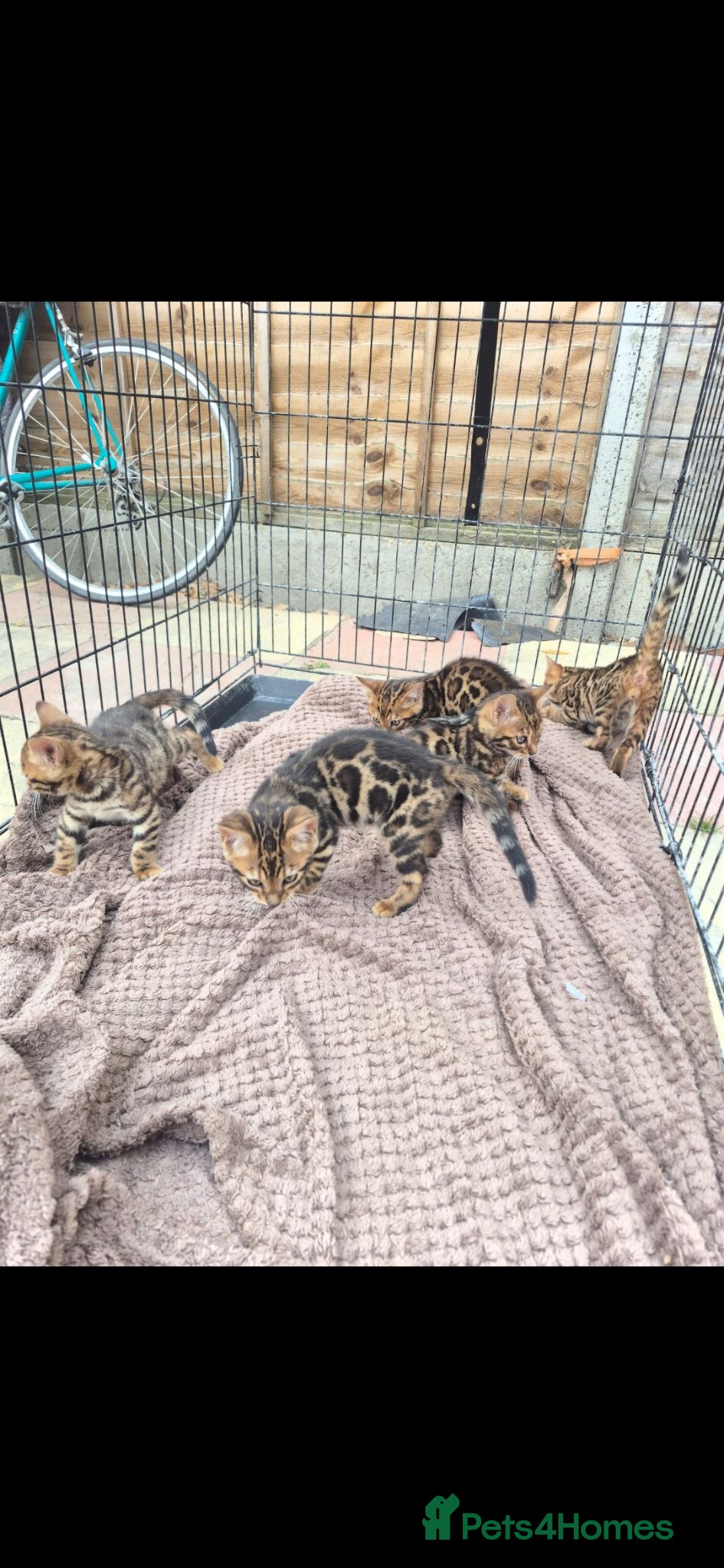 Bengal cats Tica registered Bengal kittens - Advert 1