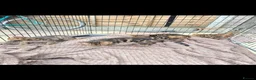Bengal cats for sale: Tica registered Bengal kittens - Advert 1