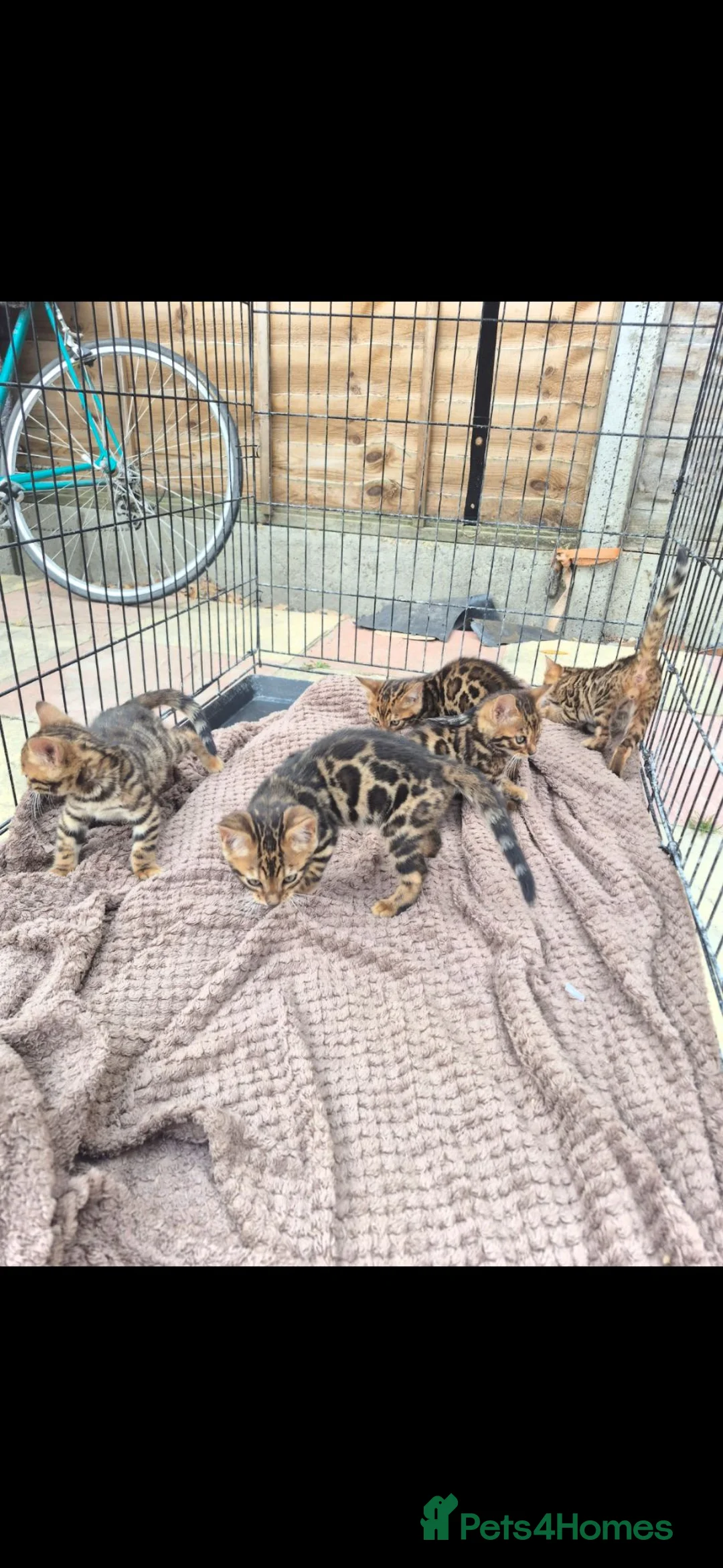 Bengal cats for sale: Tica registered Bengal kittens - Advert 1