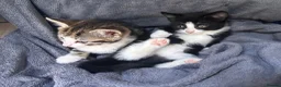 Mixed Breed cats for sale: Adorable kittens looking for forever home  in London - Advert 5