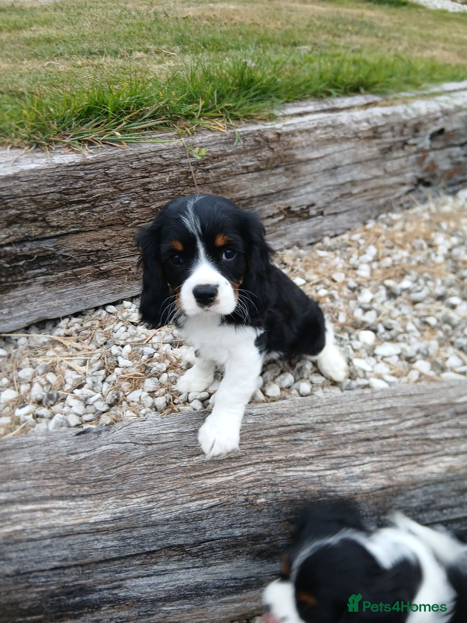 Cavalier King Charles Spaniel dogs Ready now - Advert 2