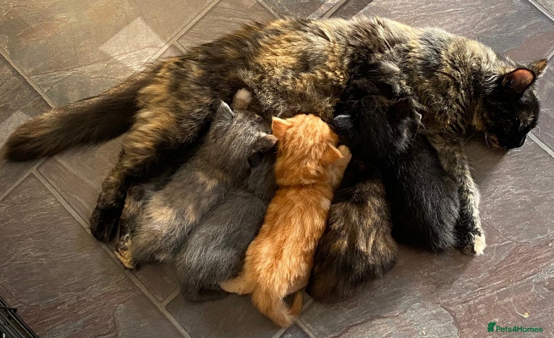 Mixed Breed cats for sale: Beautiful kittens - Image 12