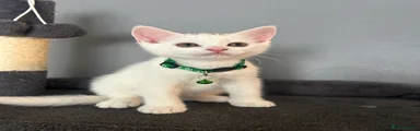 British Shorthair 2