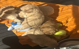 Cockapoo dogs for sale: cockapoo babies  - Image 7