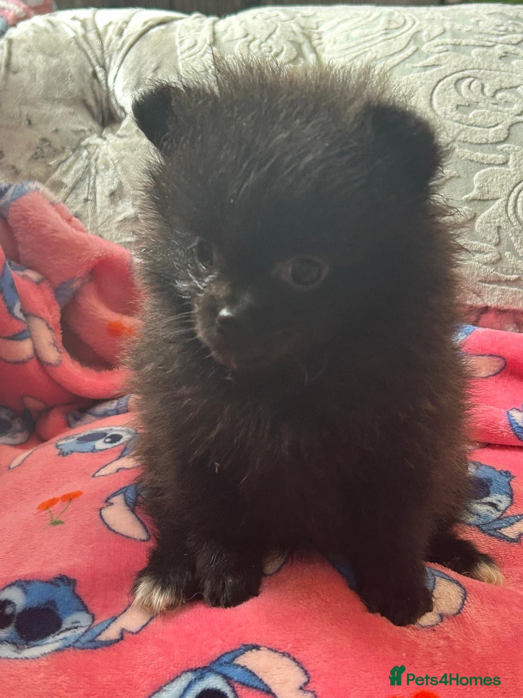 Pomeranian dogs for sale: Tiny Pomeranian puppies - Image 3