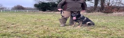 German Shepherd dogs for stud: Fully health tested German shepherd stud - Advert 7