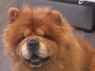 Chow Chow dogs Red Chow Chow Female - Advert 3