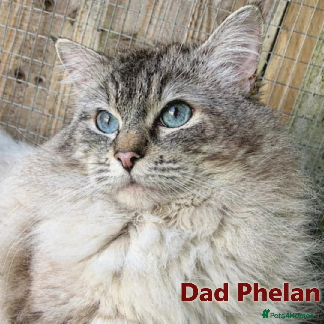 Ragdoll cats for sale: GCCF registered lynx girls ready - Advert 12