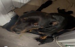 Rottweiler dogs for sale: 5 chunky pure pedigree Rottweiler pups - Image 3