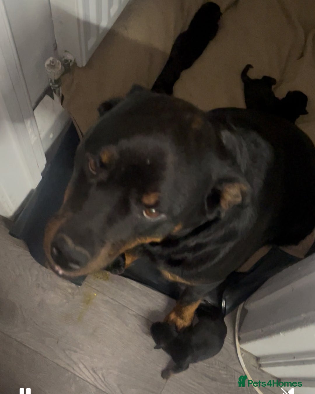 Rottweiler dogs for sale: 5 chunky pure pedigree Rottweiler pups - Image 3