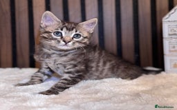 Ragdoll cats for sale: 🌙 Grey Ghost Kittens🎃 – Ragdoll × Tabby 🐾 - Image 26