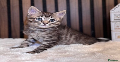 Ragdoll cats - Advert 3