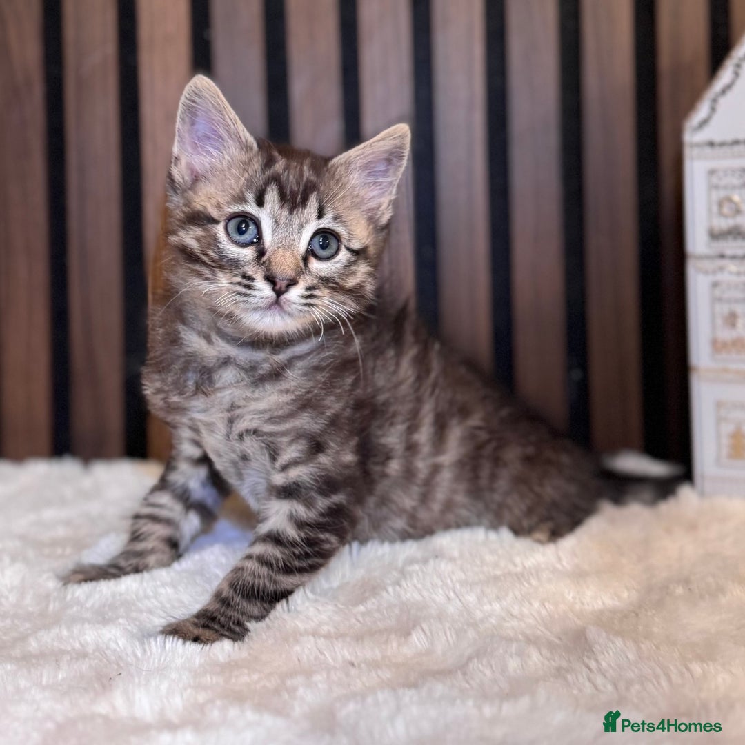 Ragdoll cats for sale: 🌙 Grey Ghost Kittens🎃 – Ragdoll × Tabby 🐾 - Image 26