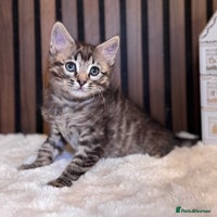 Ragdoll cats - Advert 3