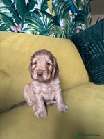 Cocker Spaniel dogs - Advert 2