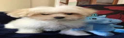 Maltipoo dogs for sale: Maltipoo puppies for sale  - Advert 21