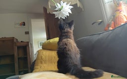 British Longhair cats for sale: Amazing fluff ball - Image 3