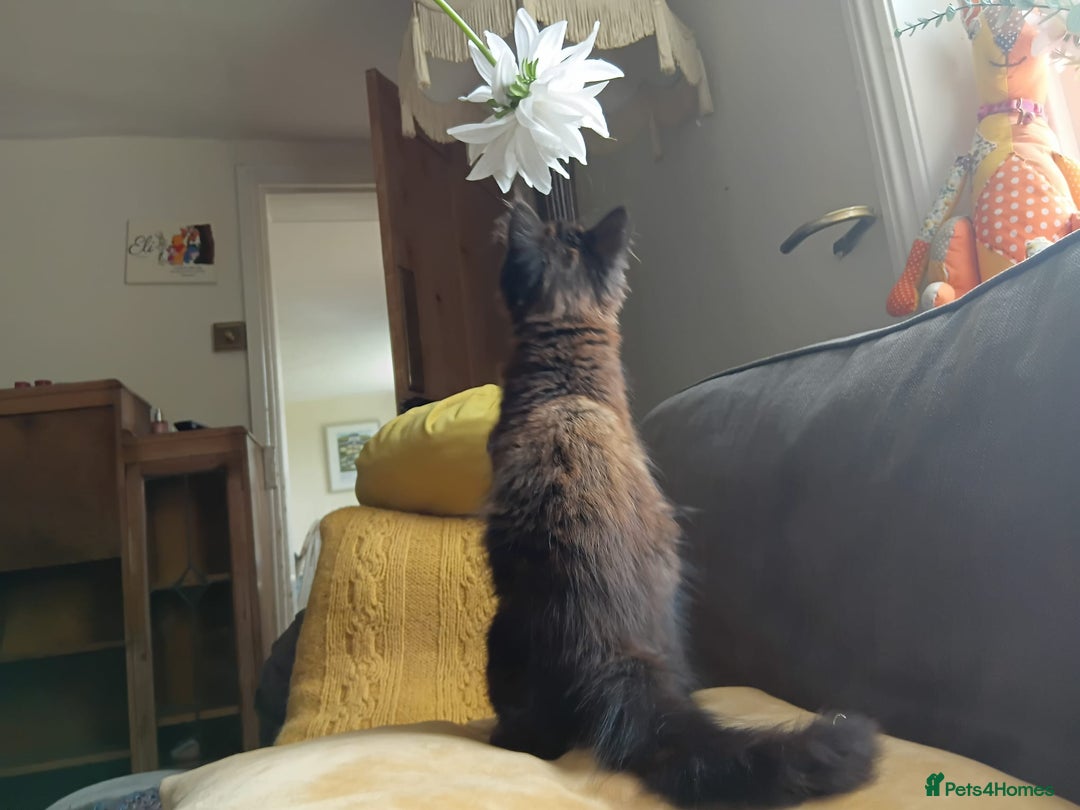British Longhair cats for sale: Amazing fluff ball - Image 3