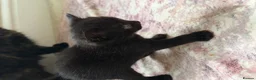 Mixed Breed cats for sale: 4 Beautiful Kittens  in Stratford-upon-Avon - Advert 6