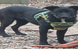 Mixed Breed dogs for sale: Lovely Tara - Image 2