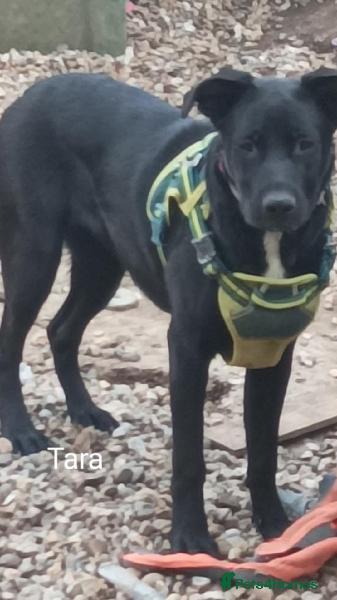 Mixed Breed dogs for sale: Lovely Tara - Image 2