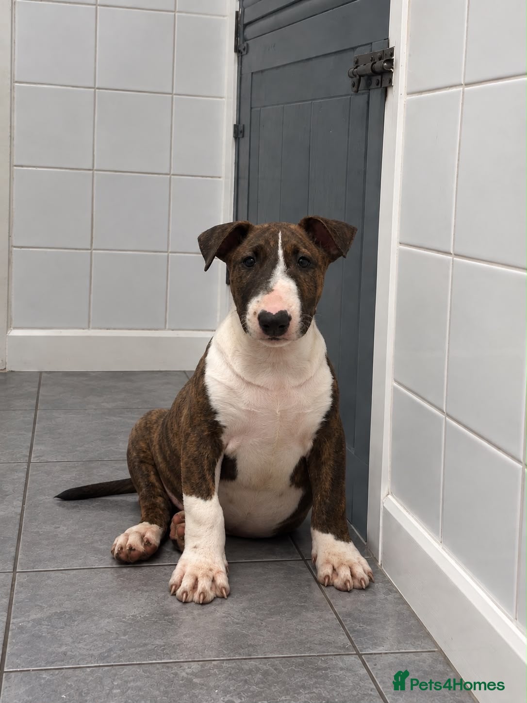 English Bull Terrier dogs CHUNKY EBT PUP FOR SALE READY NOW - Advert 12
