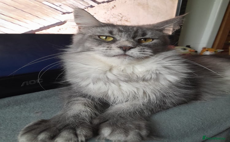 Maine Coon cats black silver ticked polydactyl girl TICA mainecoon - Advert 10