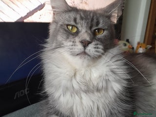 Maine Coon cats black silver ticked polydactyl girl TICA mainecoon - Advert 3