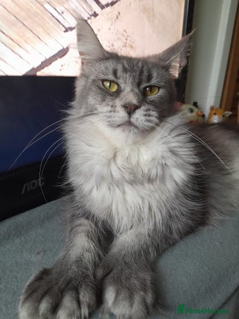 Maine Coon cats black silver ticked polydactyl girl TICA mainecoon - Advert 9