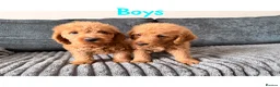 Labradoodle dogs for sale: 4 beautiful labradoodle puppys in Southampton - Advert 5