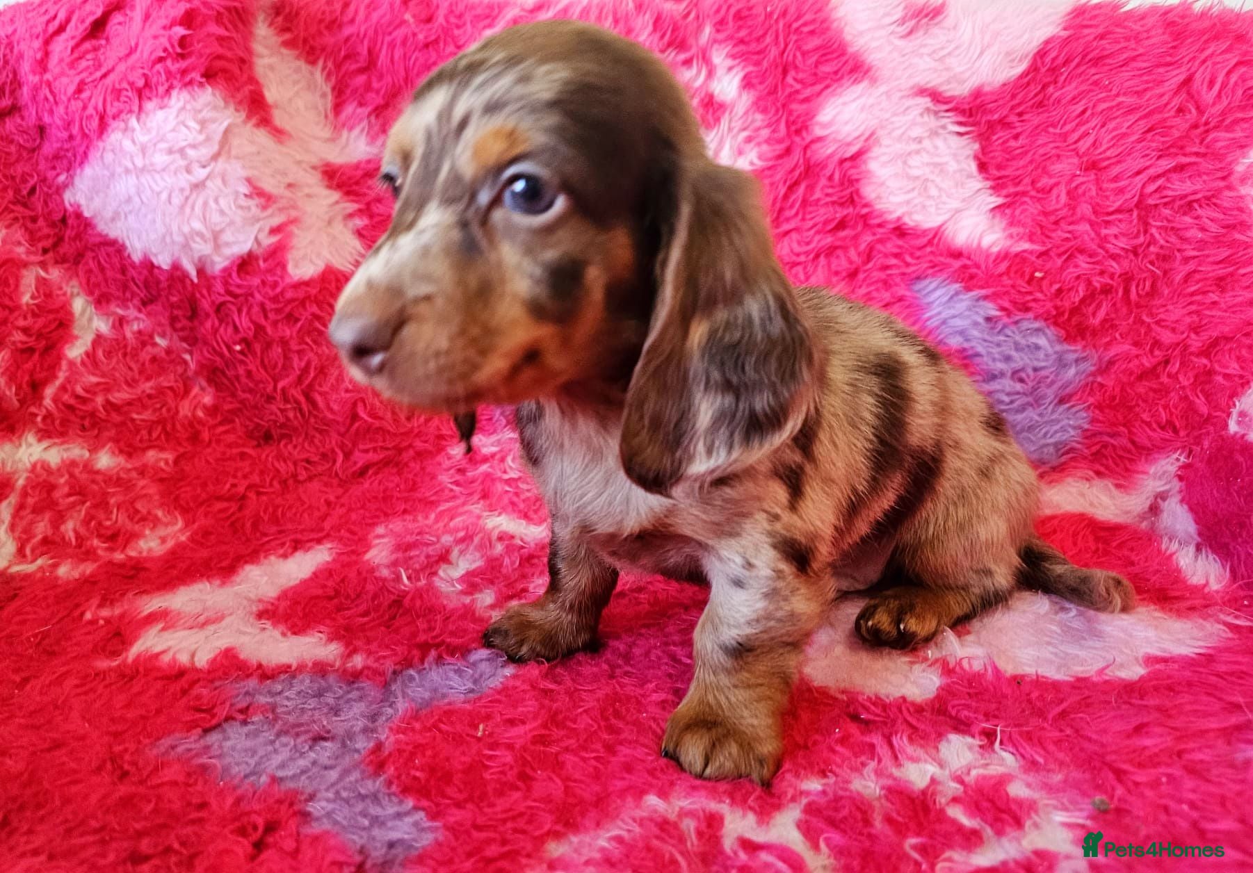 Dachshund dogs Ready to leave Pretty Little Dachshund Puppies - Advert 7