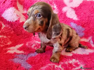 Dachshund dogs Ready to leave Pretty Little Dachshund Puppies - Advert 7