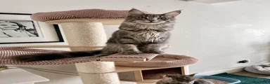 💜Girl 💜Blue Silver Classic tabby 💜