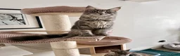 Maine Coon cats for sale: Pedigree Massive TICA registered kittens  - Advert 15