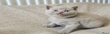 British Shorthair 3