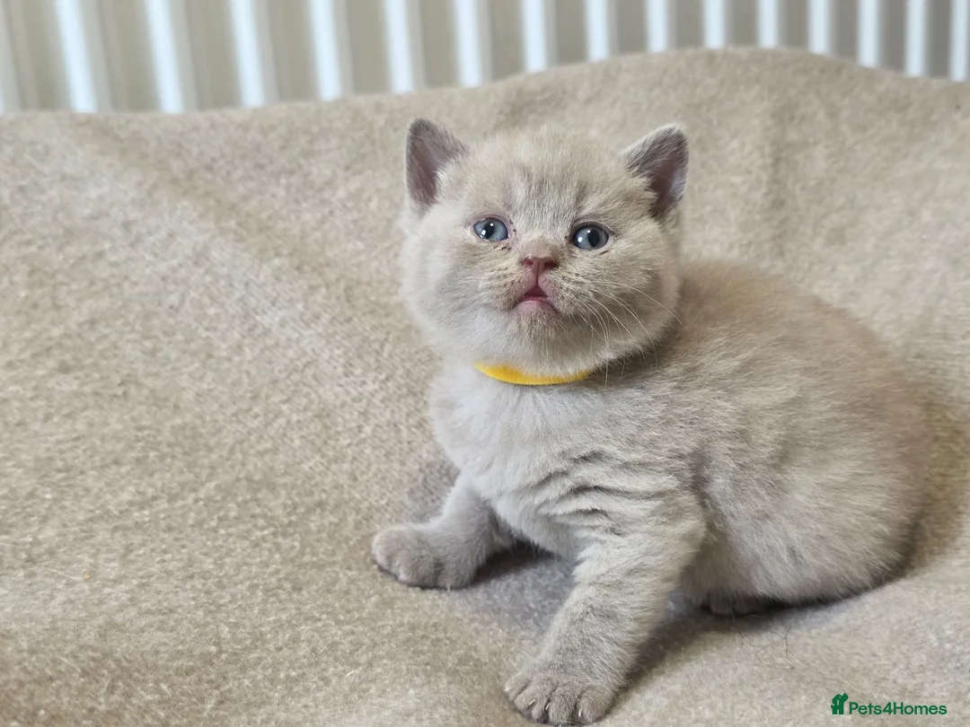 British Shorthair cats for sale: Beautiful Bsh kittens  - Advert 2