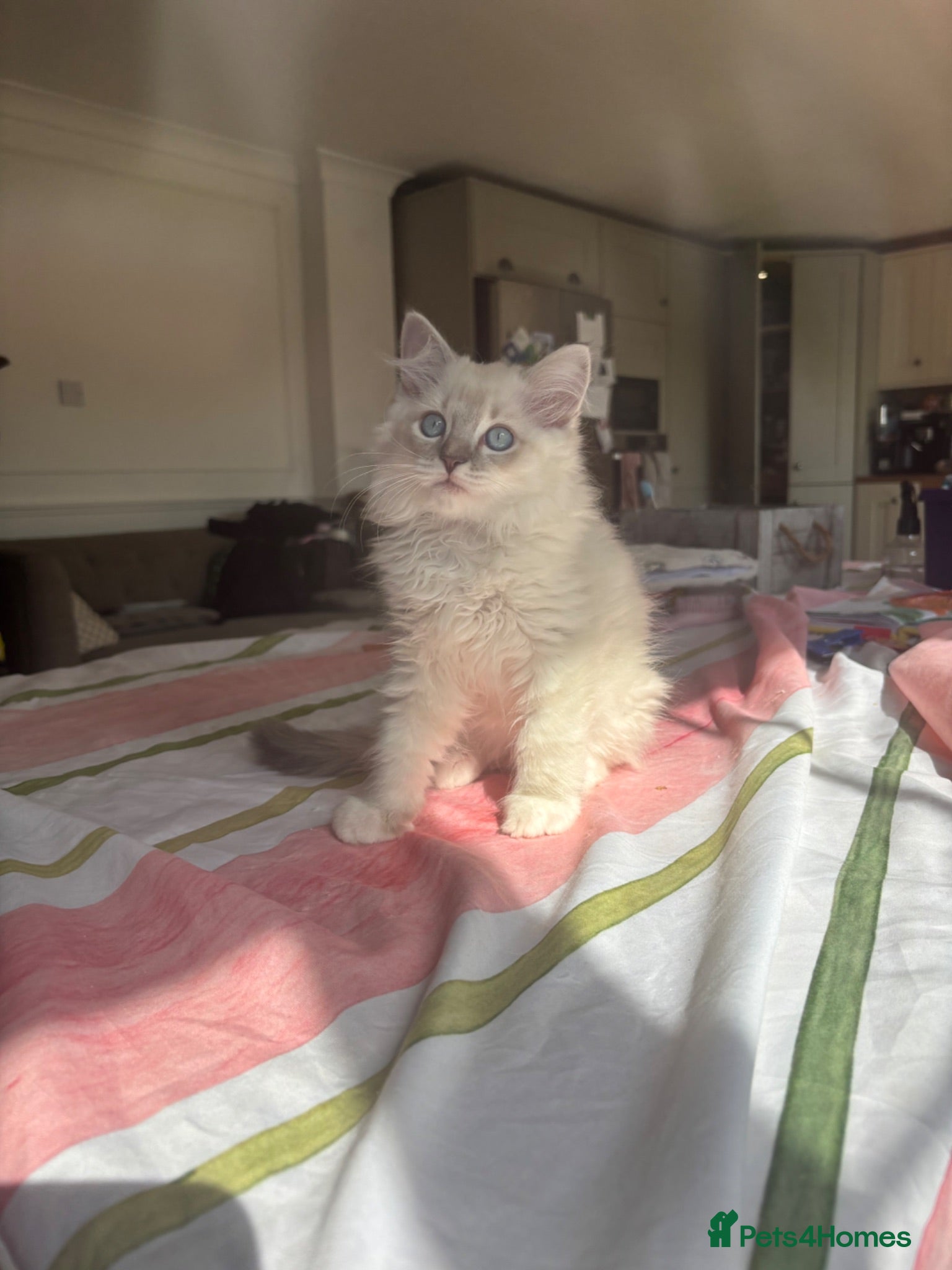 Ragdoll cats One boy and one girl available  - Advert 12