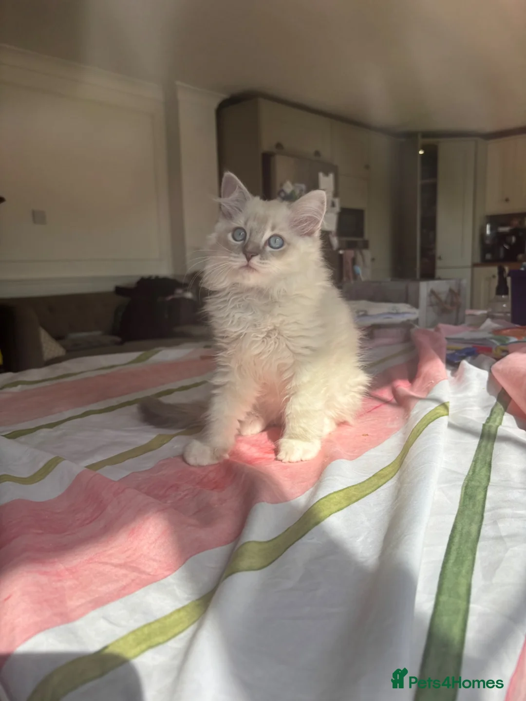Ragdoll cats for sale: One boy and one girl available  - Advert 1