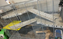 Gerbil rodents for sale: Friendly pair of gerbils  - Image 5