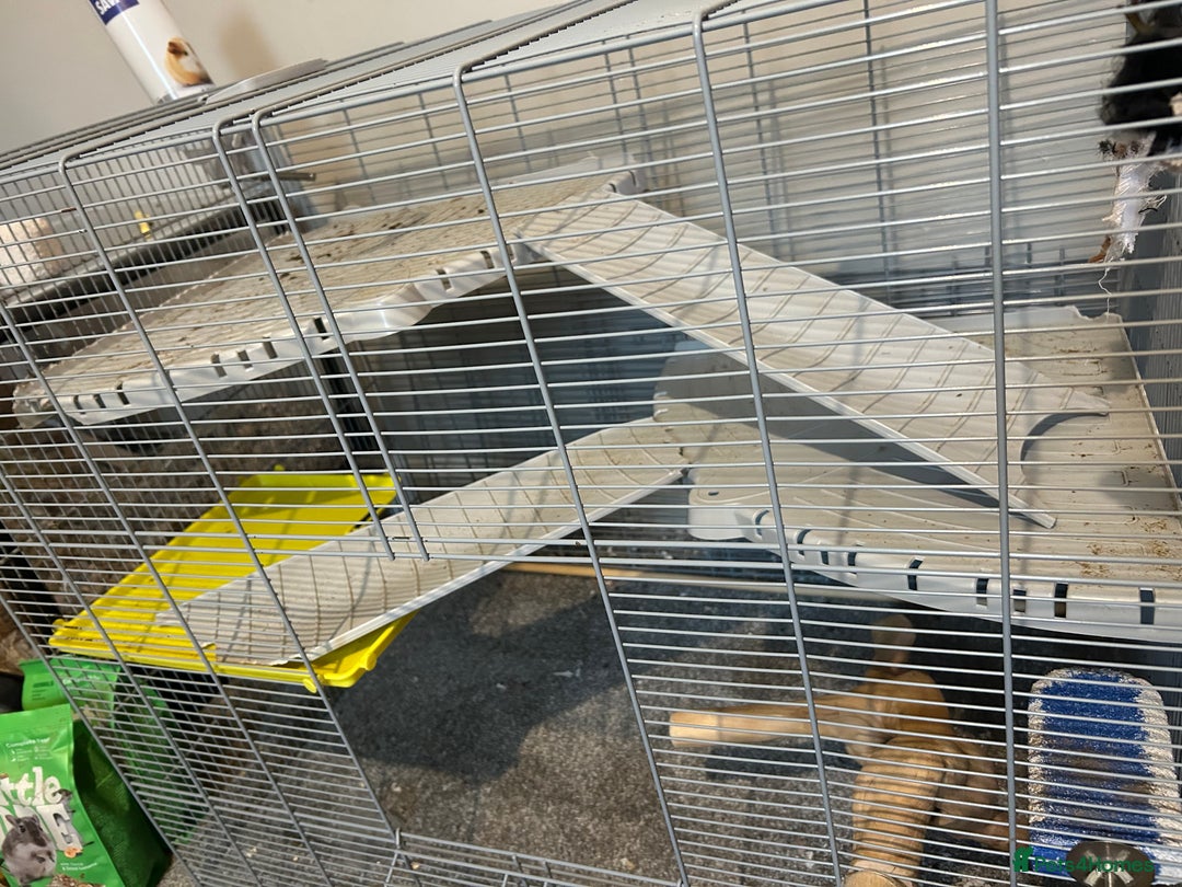 Gerbil rodents for sale: Friendly pair of gerbils  - Image 5