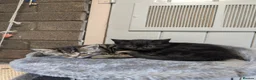 Mixed Breed cats for sale: LAST 2: British shorthair kittens - Advert 22