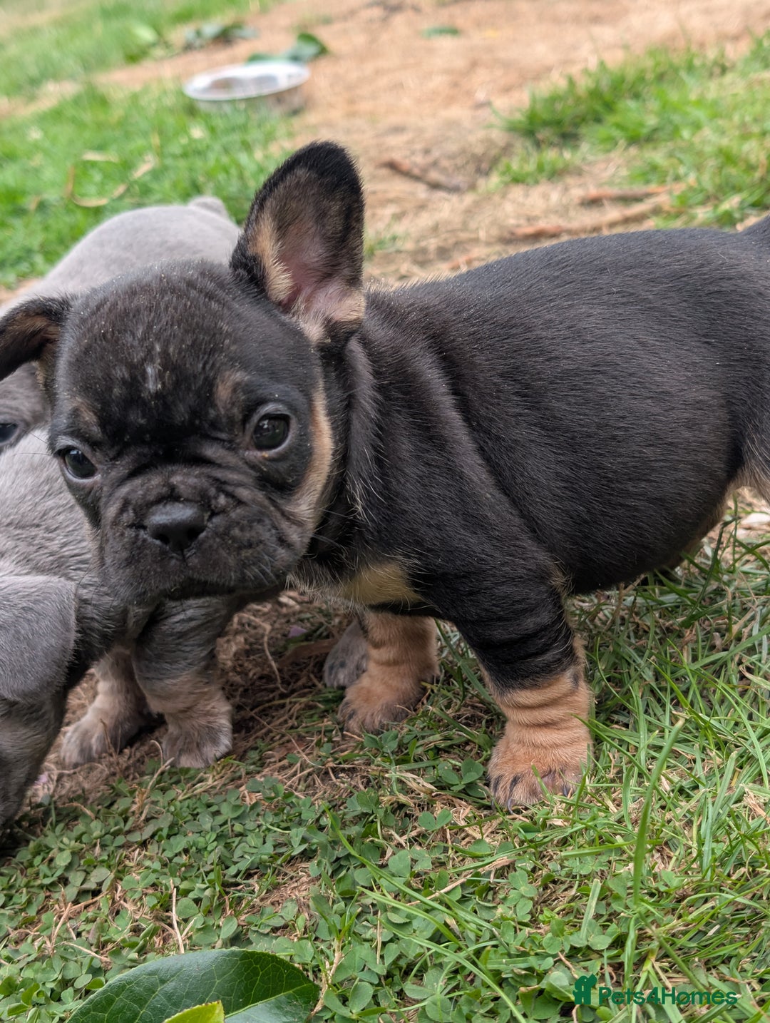 French Bulldog dogs for sale: French bulldog puppies!!! - Image 11