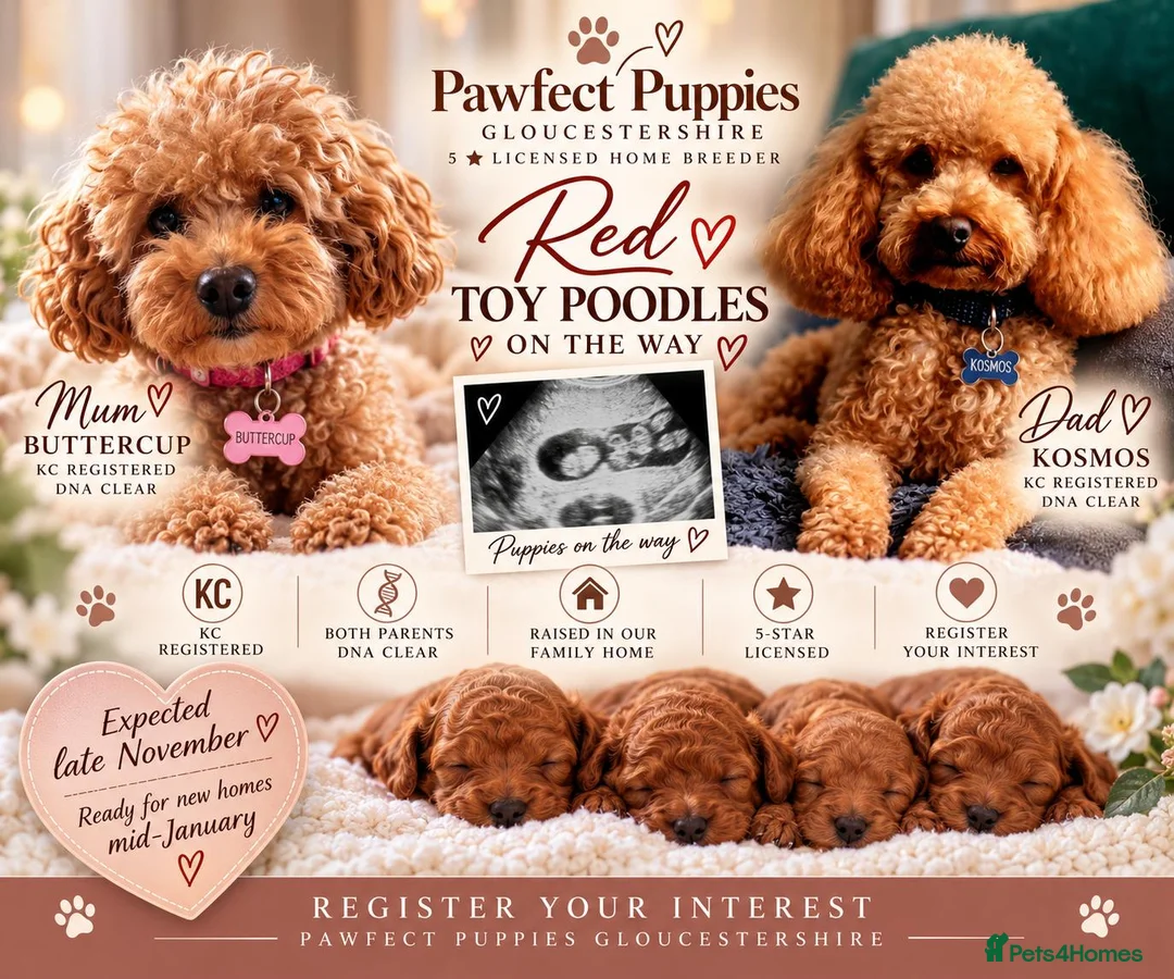 Toy Poodle dogs for sale: ❤️🐾KC RED/APRICOT TOY POODLES REGISTER UR INTERES - Advert 1