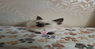 Ragdoll cats Male£500, female£550 - Advert 3