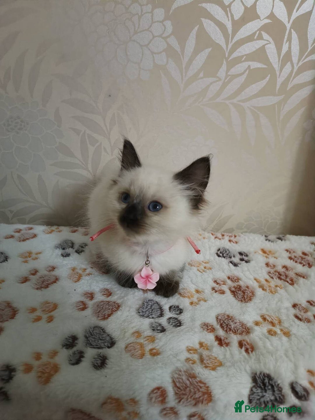 Ragdoll cats for sale: 8 beautiful Ragdoll cats - Image 8