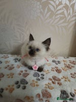 Ragdoll cats Male£500, female£550 - Advert 3